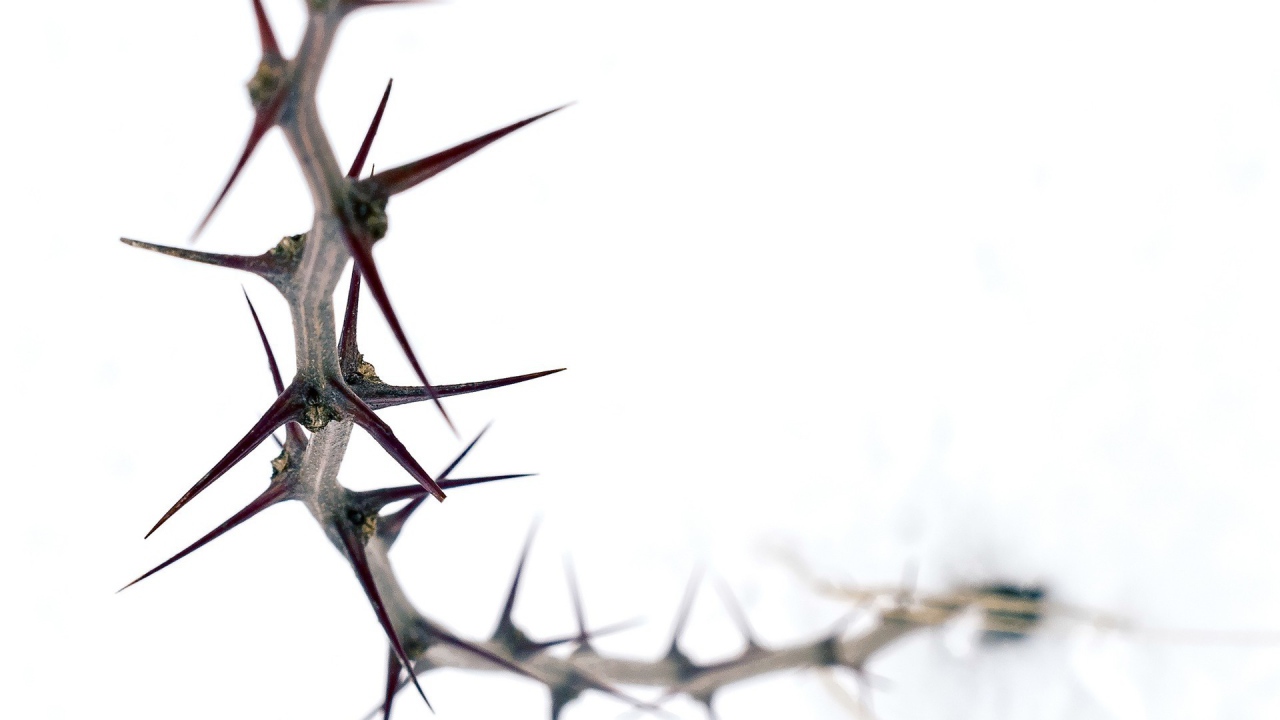 Колючка на белом фоне