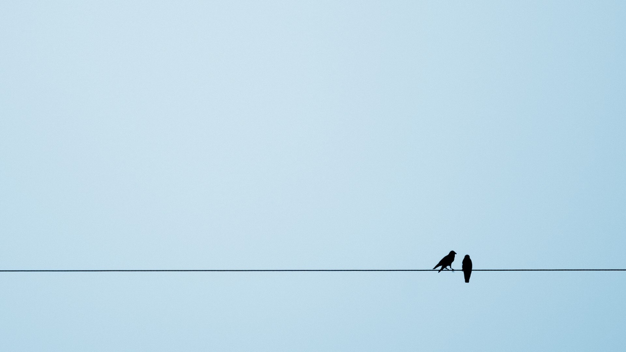 Две птицы на канате, голубой фон