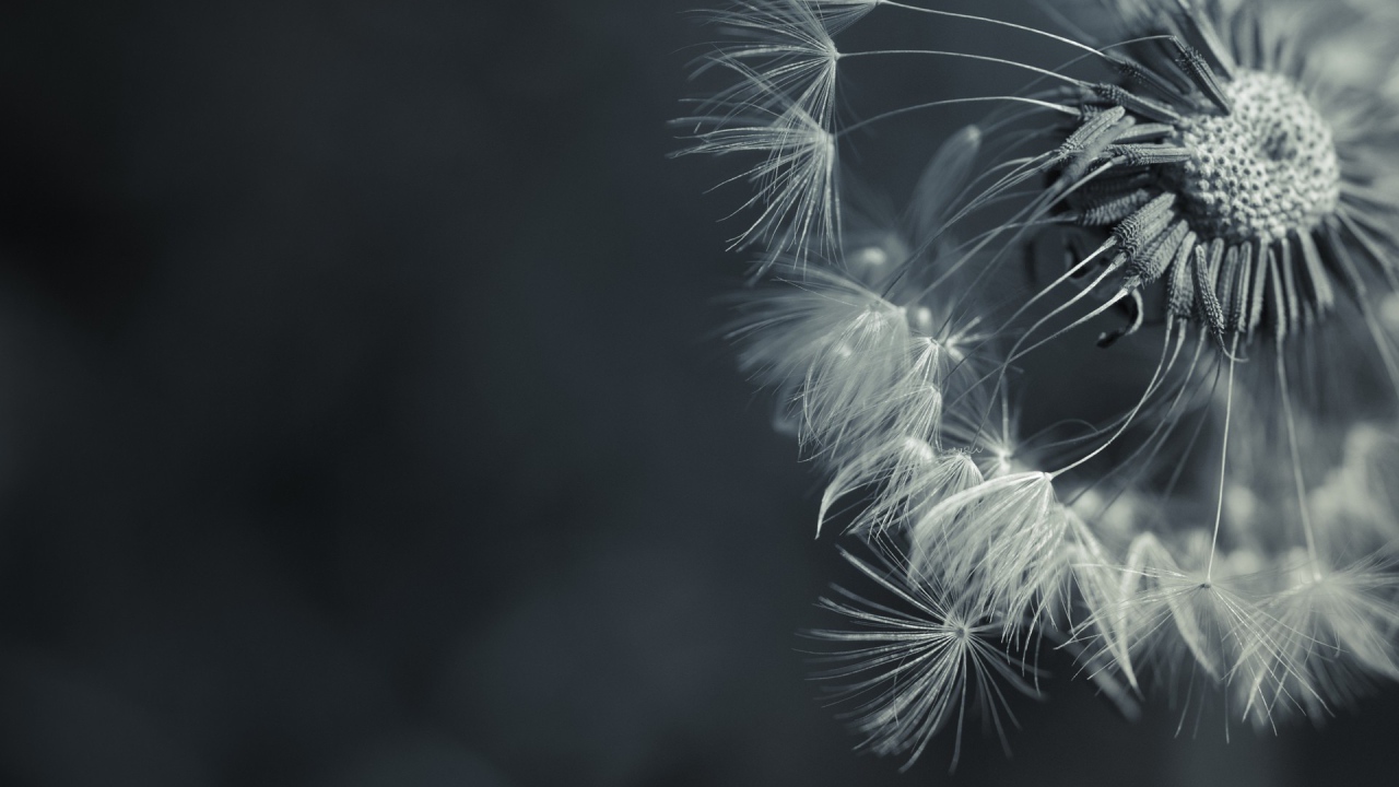 Зонтик засохшего одуванчика, серый фон