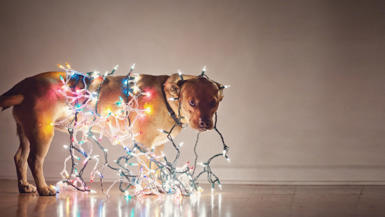 Собака обвешенная гирляндами