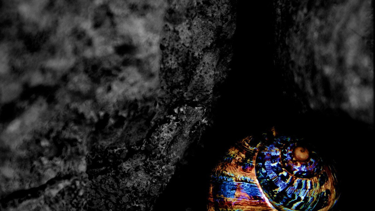 Разноцветная ракушка