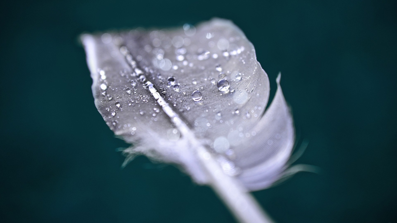 Капли воды на пере