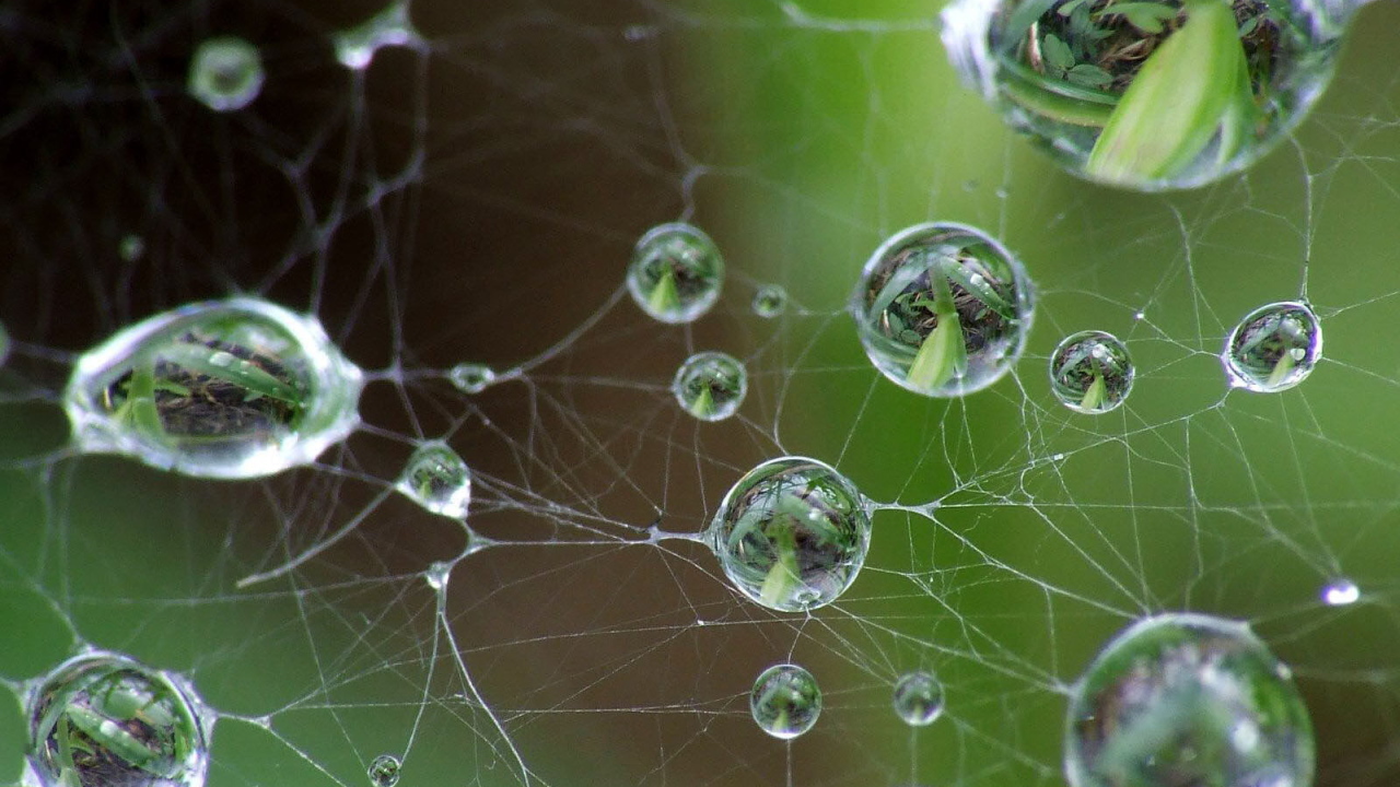 Капли на паутине