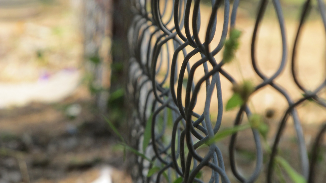 Зелень вьется по решетке