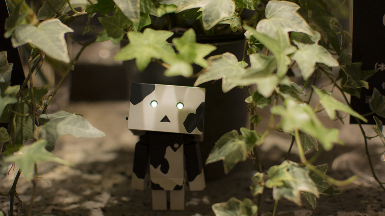 Японский Дандо под листьями