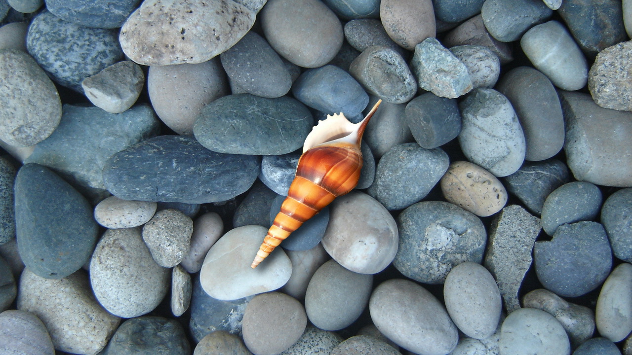 Ракушка на синих камнях