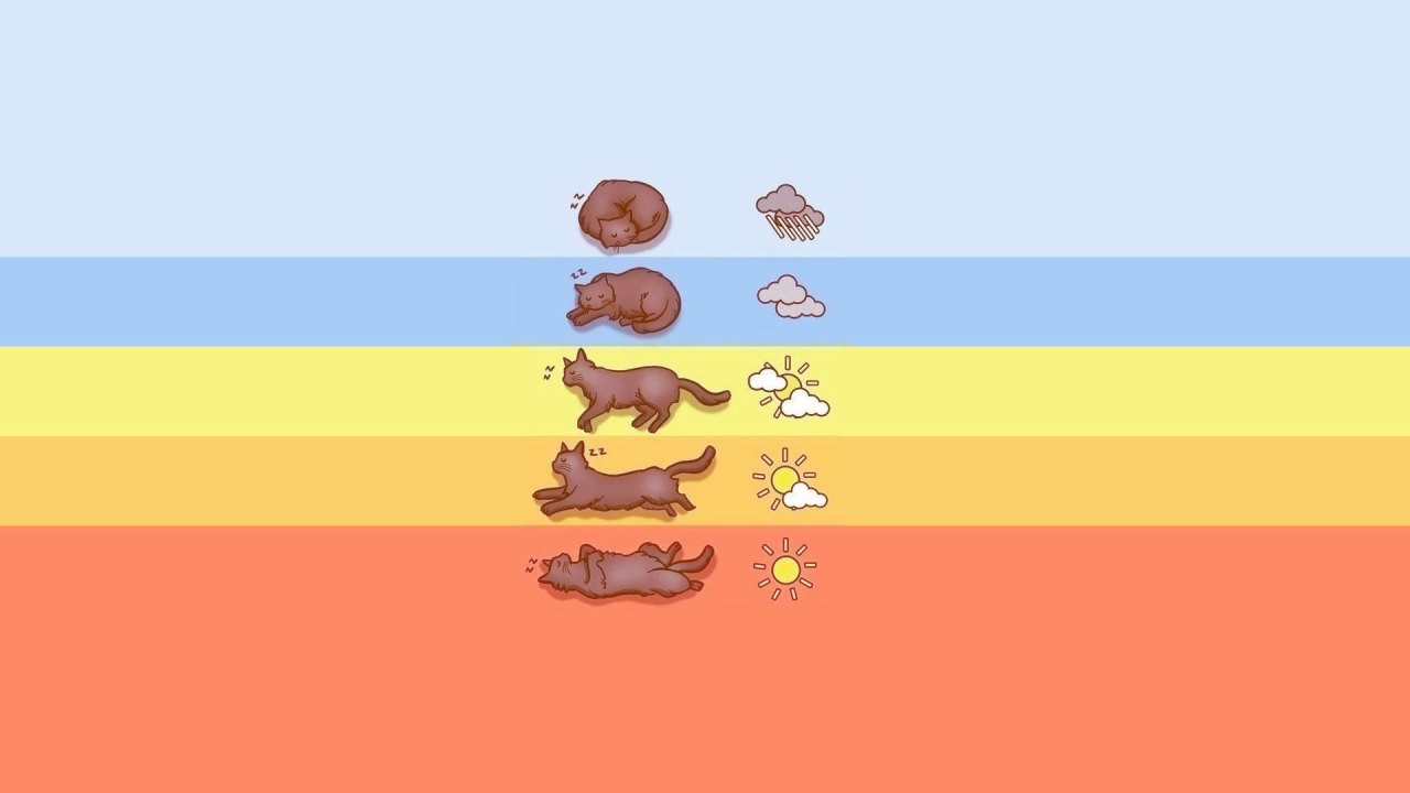 Прогноз погоды по коту