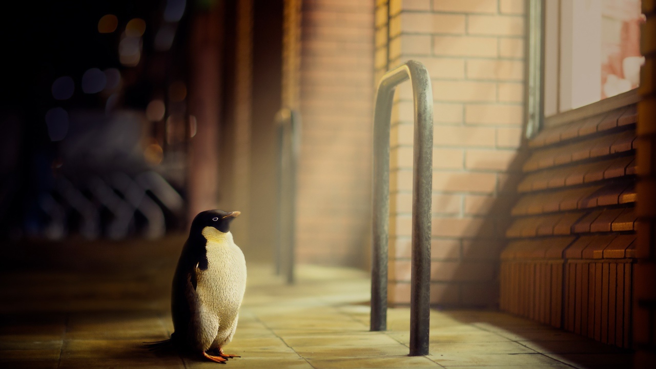 Пингвин стоит у окна