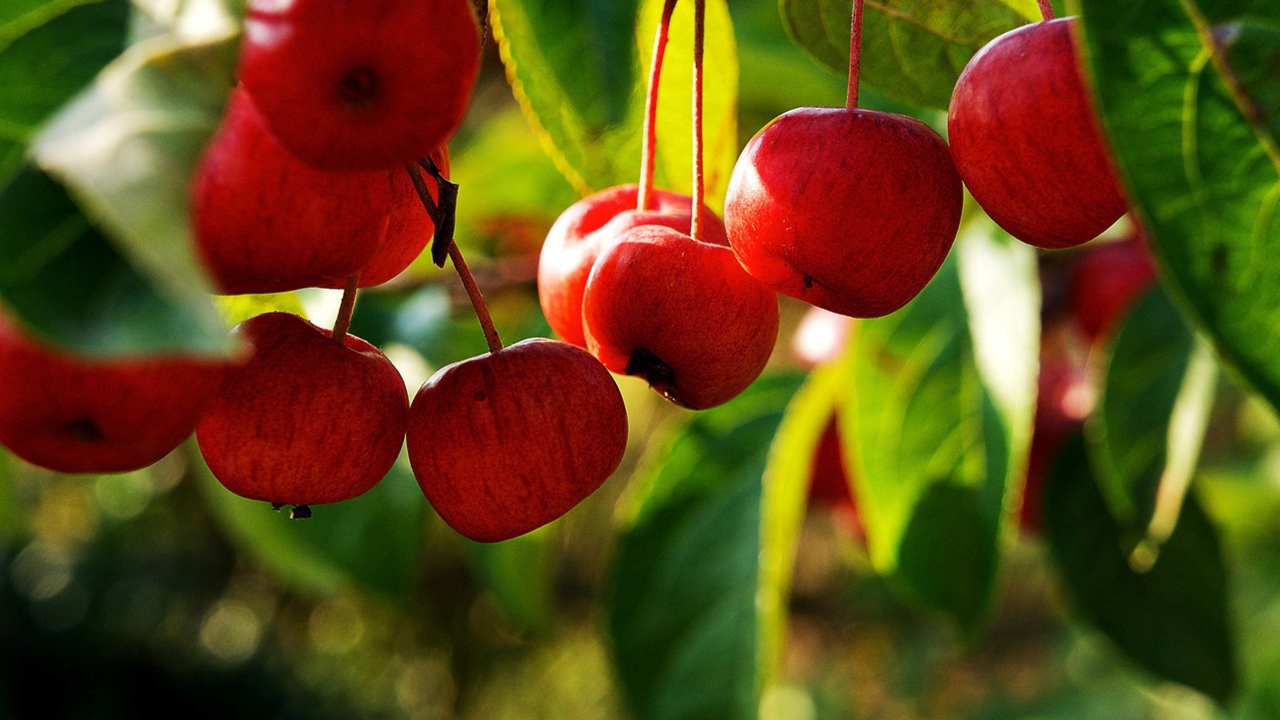 Грозди яблок на ветке дерева