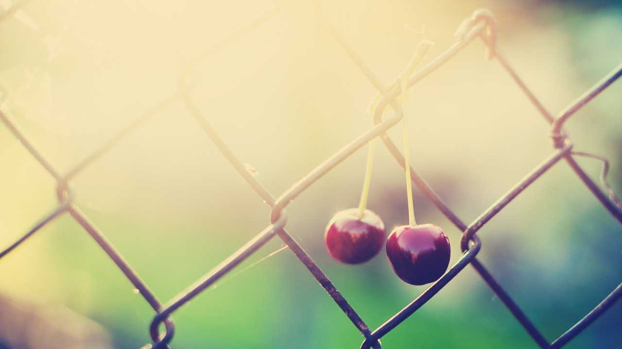 Две вишни висят на сетке