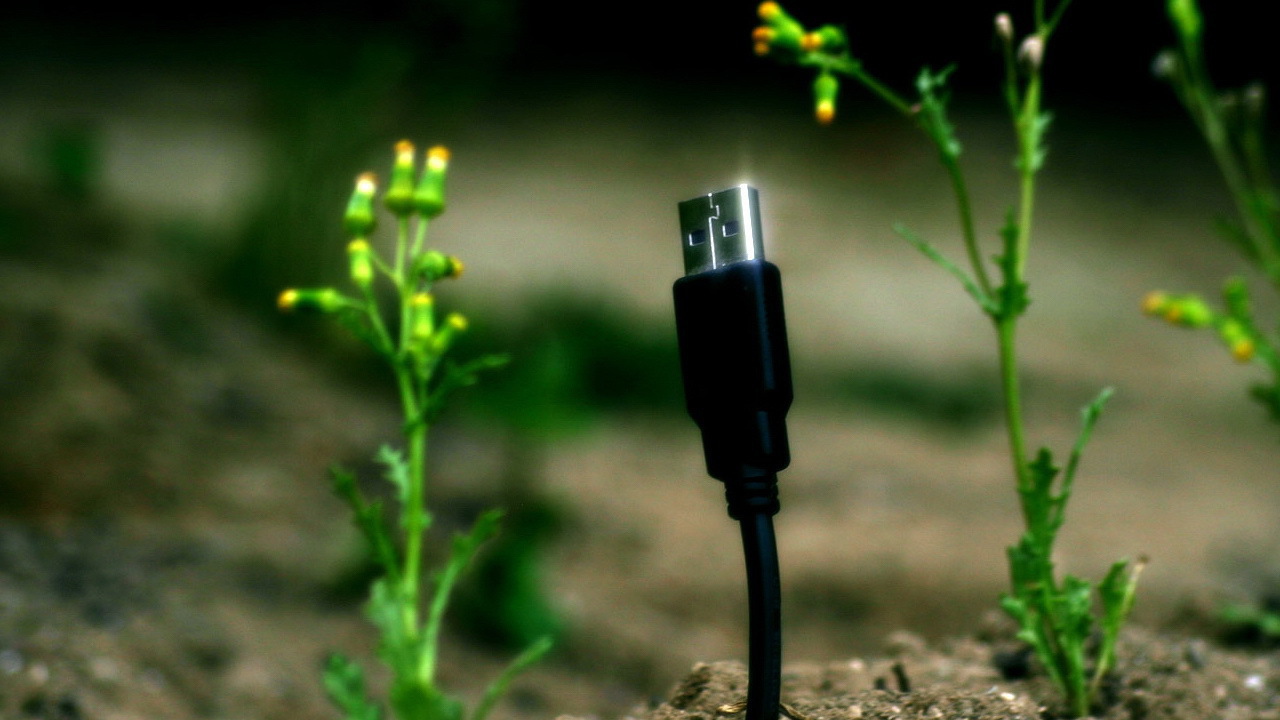 Весной прорастают штеккеры