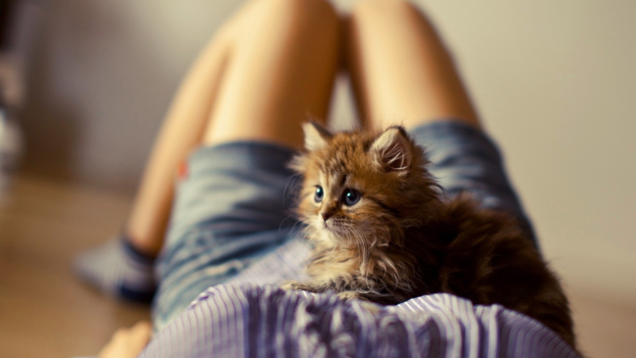 Лохматый котенок на животе у девушки