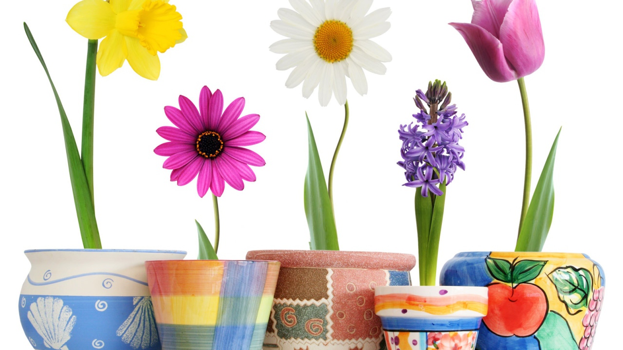 Распустившиеся цветы в горшках на 8 марта