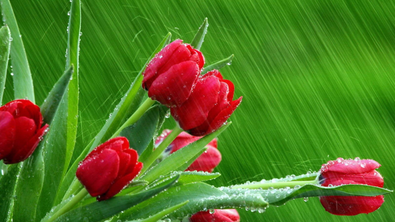 Букет красных тюльпанов под дождем на 8 марта
