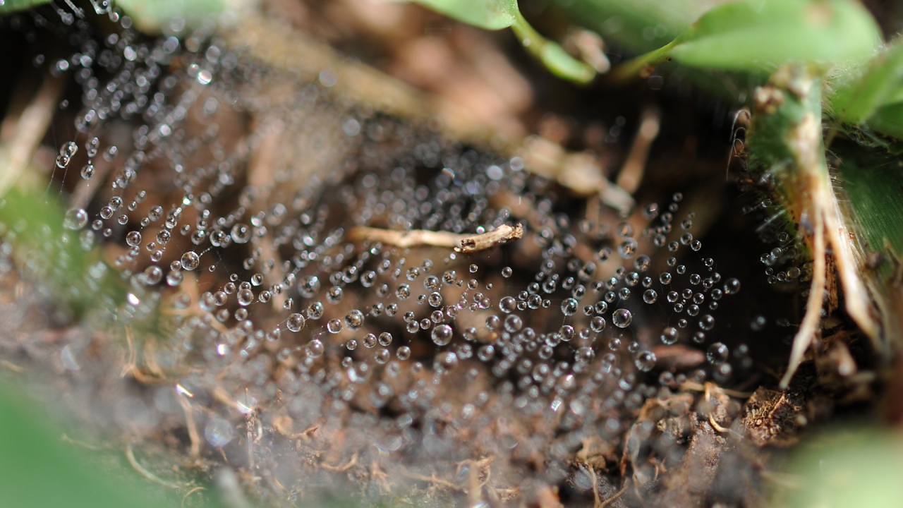 Капли росы на паутине