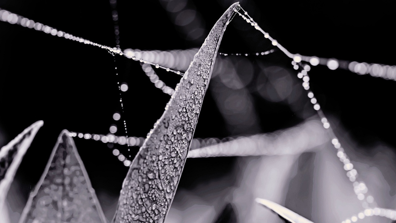 Роса на нитях паутины между травой