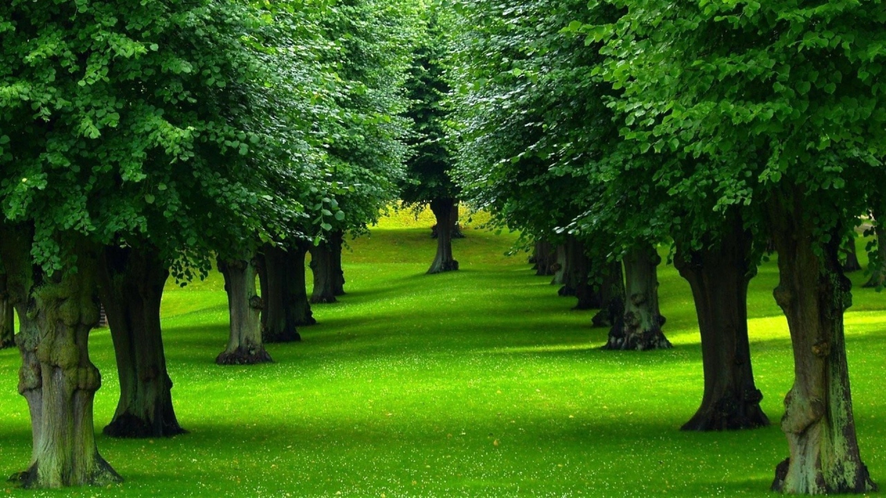 Gentle green lawn under the trees in the park
