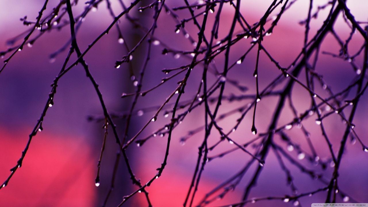 Капли дождя на концах веток дерева