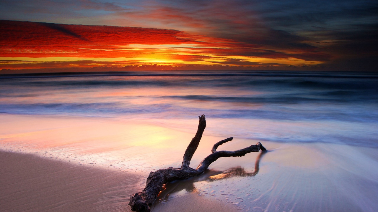 Коряга на белом песке пляжа на закате