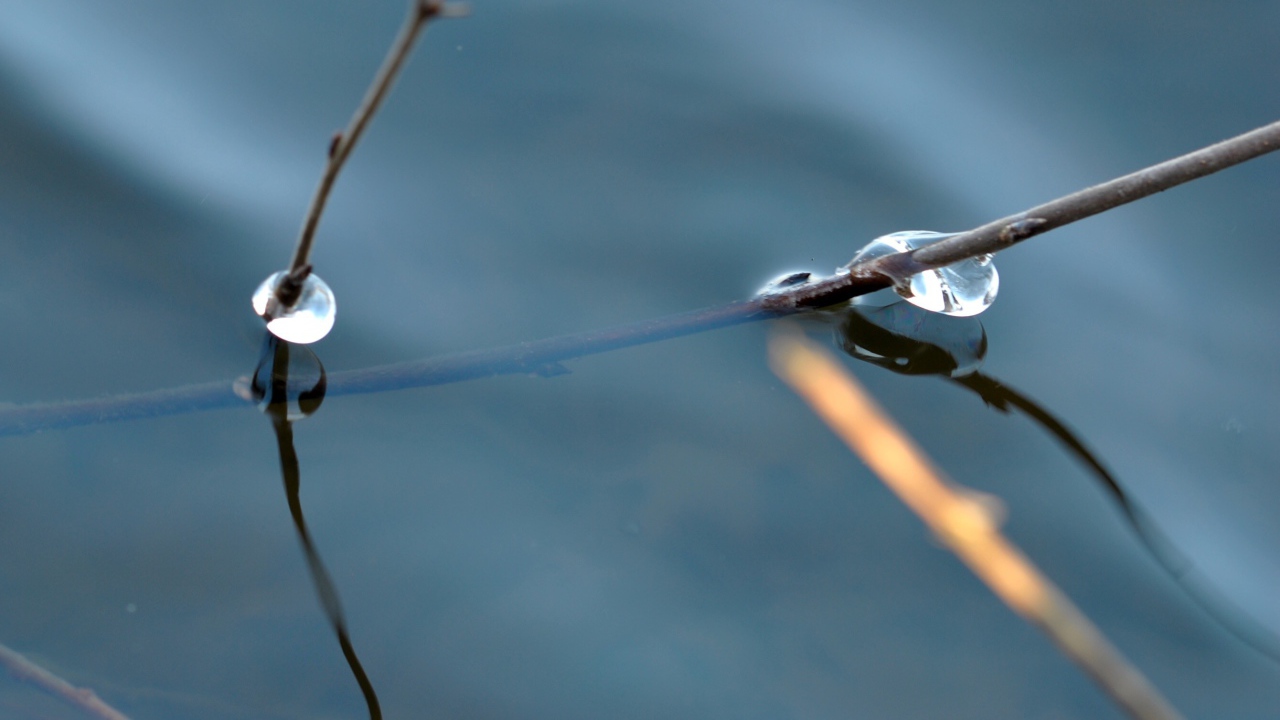 Веточка дерева в воде