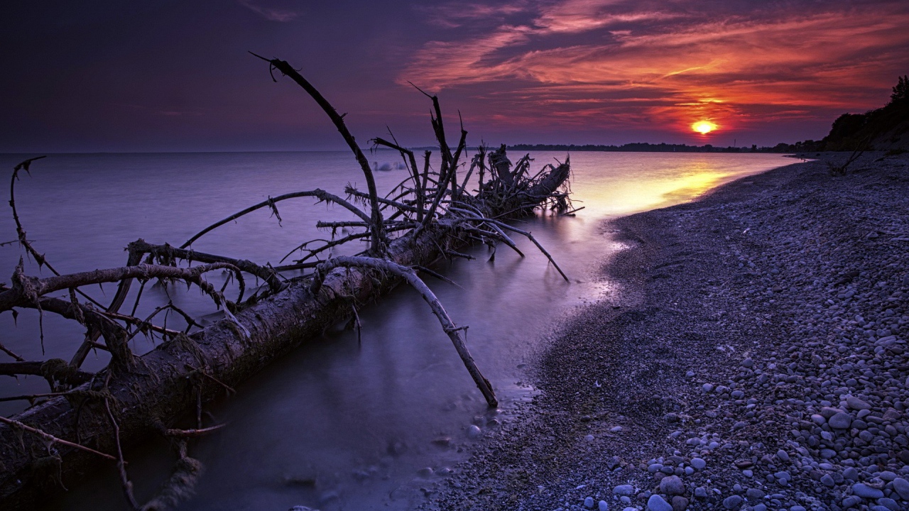 Ствол дерева прибило к берегу