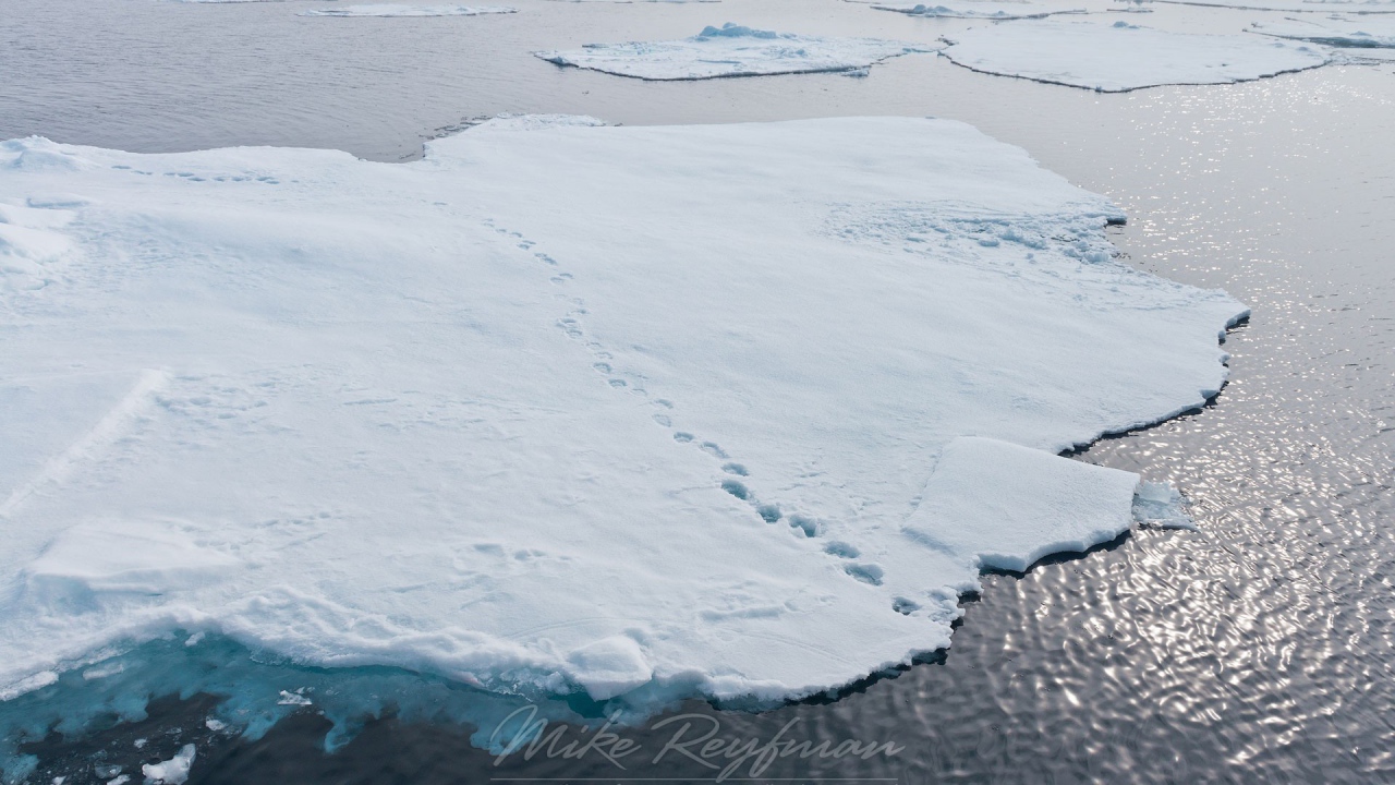 Следы зверей на отколовшихся льдинах