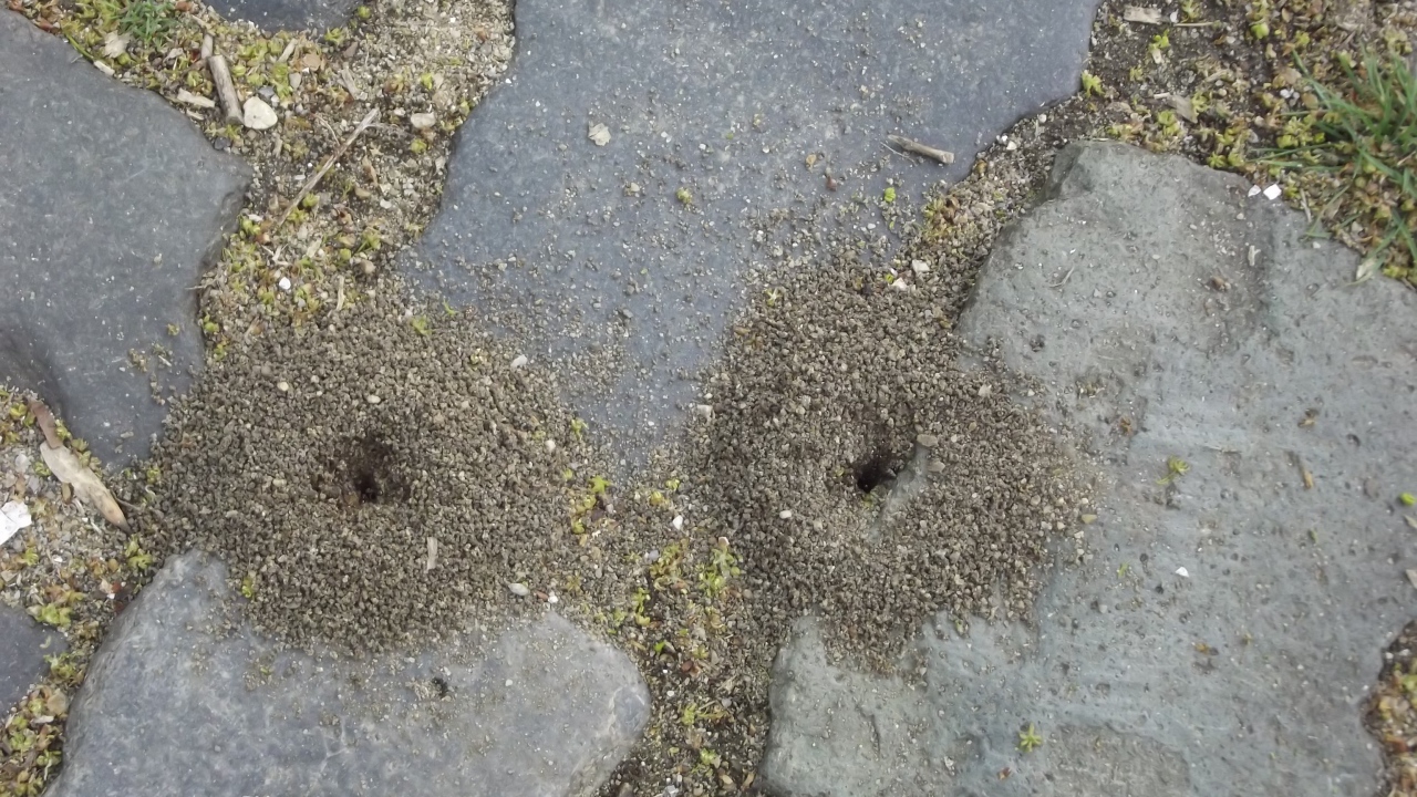 Следы земляных червей среди брусчатки
