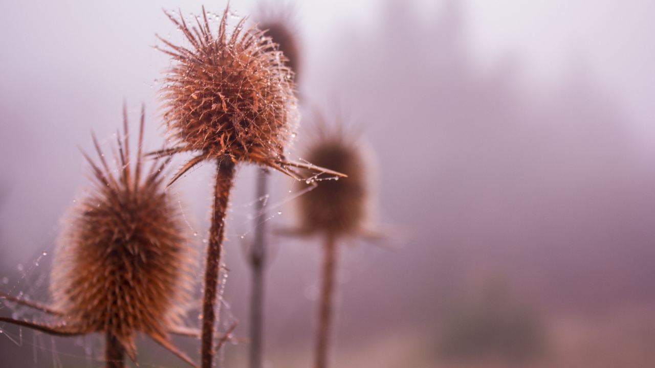 Паутина на сухих бутонах сорняков