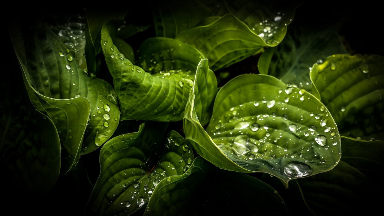 Влажные зеленые листья растений