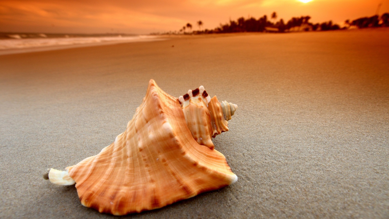 Пустая ракушка на песке пляжа