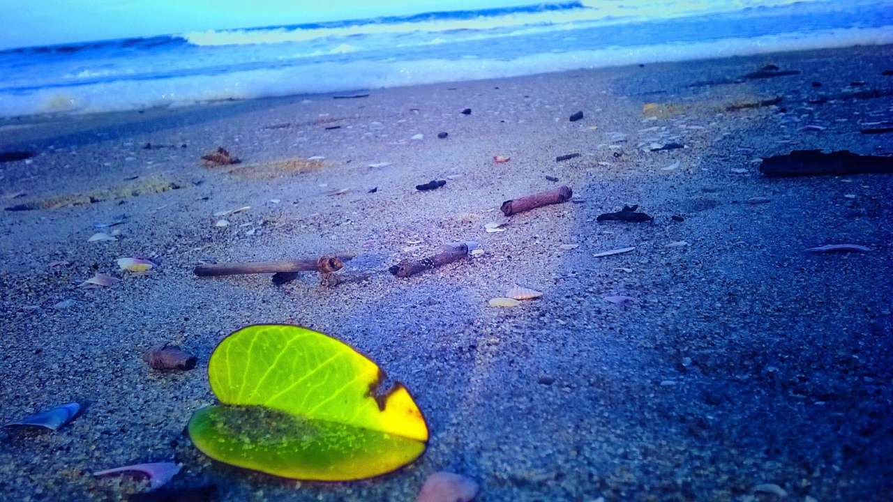 Лист растения на песке пляжа