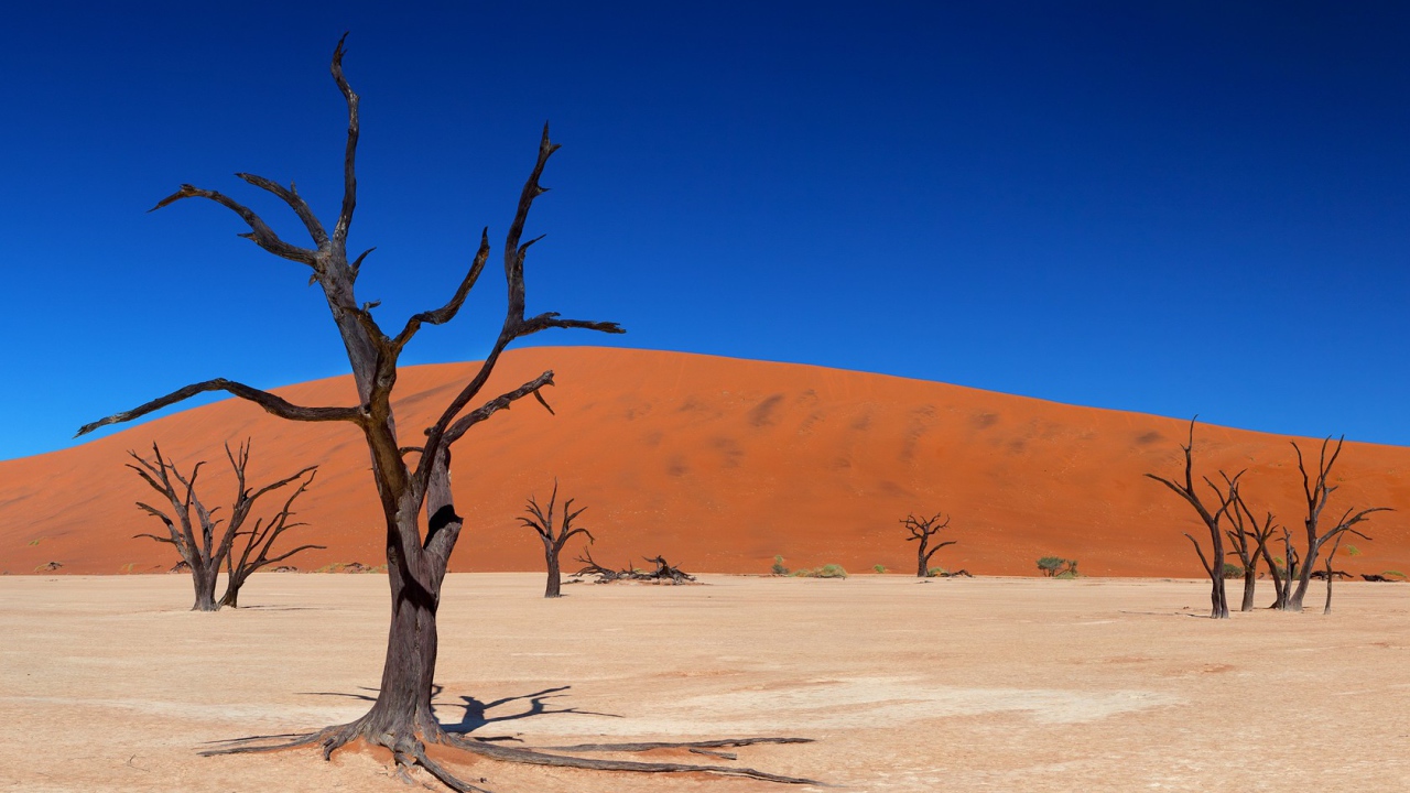 Мертвые деревья в пустыне