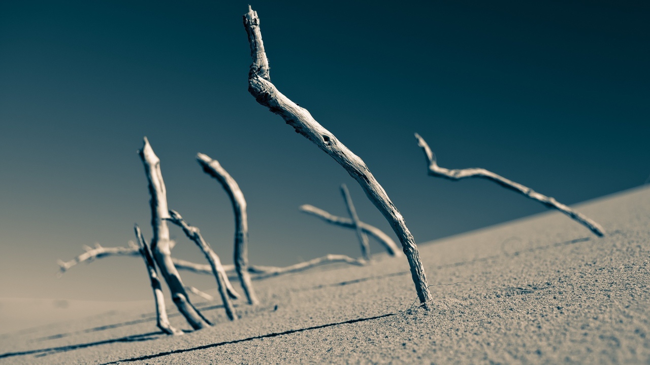 Сухие ветки торчат в песке