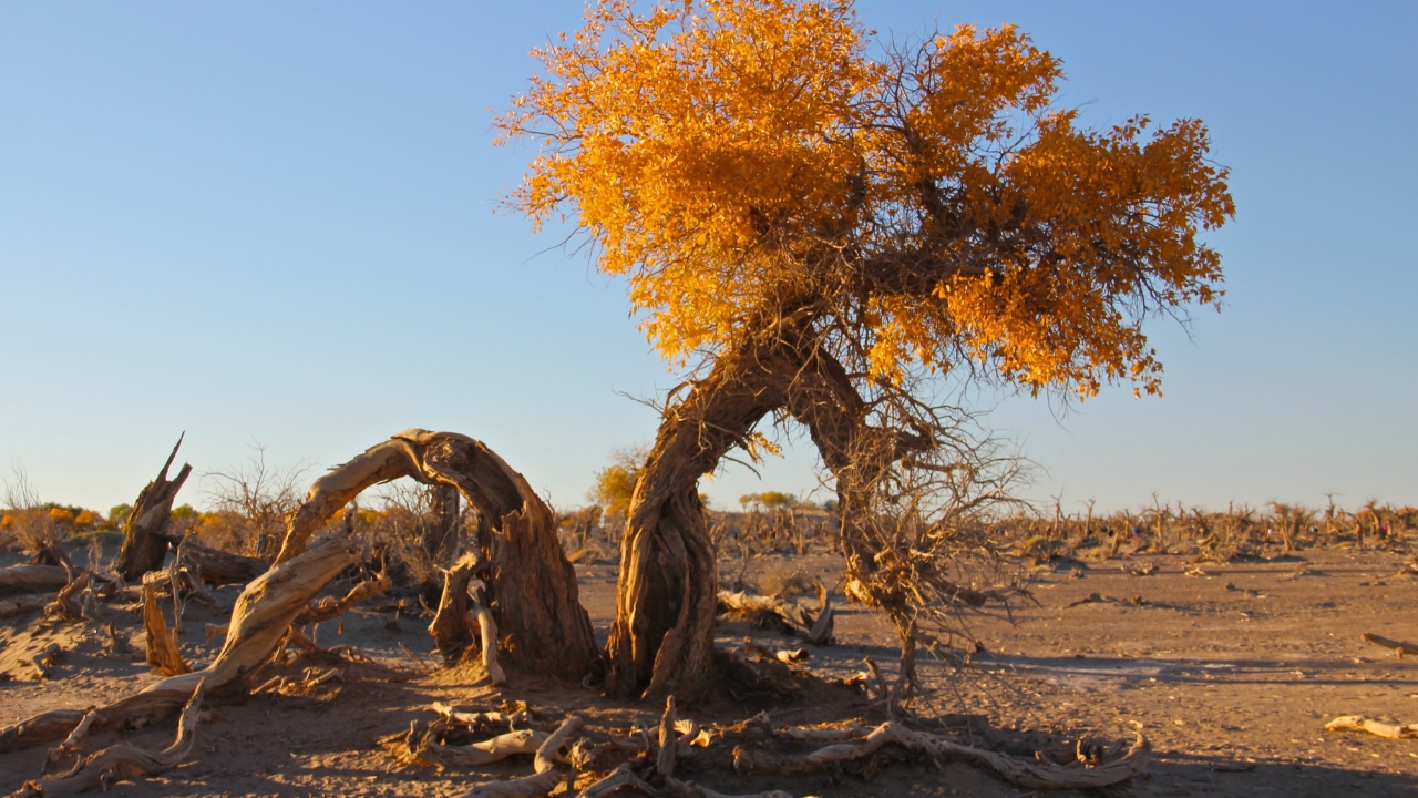 Полусухое дерево с желтыми листьями