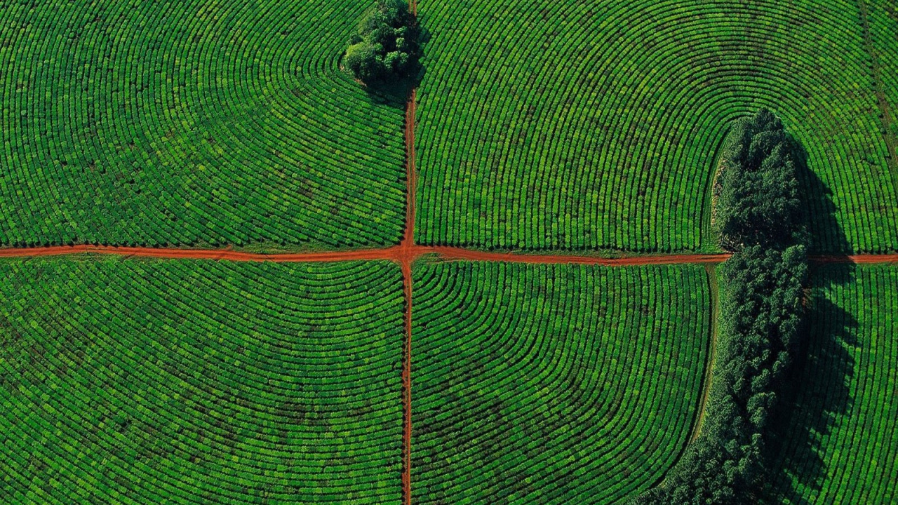 Красивое фото поля с высоты