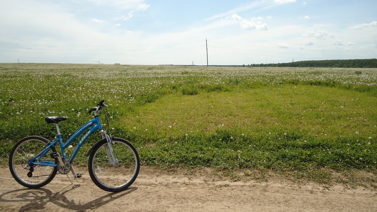 Велосипед на краю цветущего поля