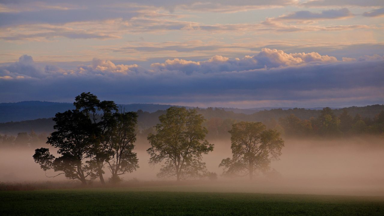 Три дерева в тумане