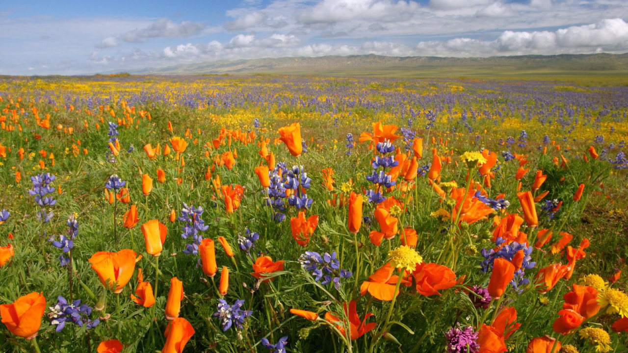 Поле красных и синих цветов