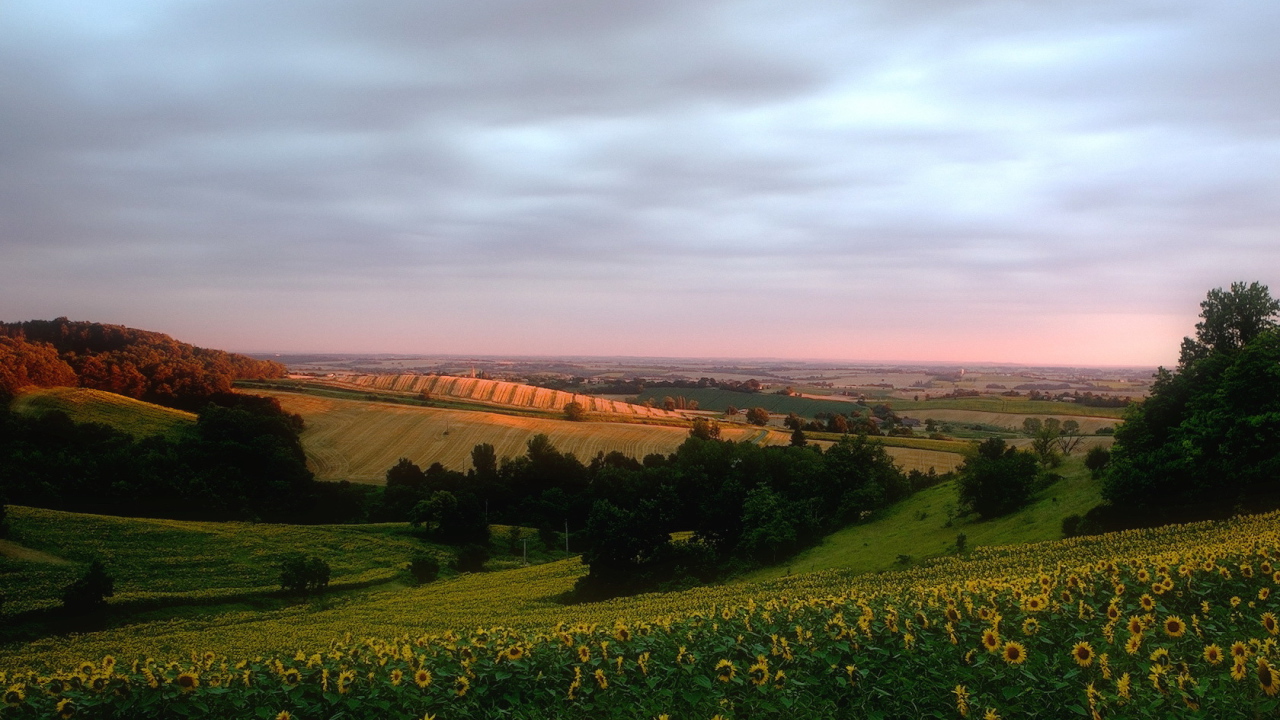 Поле подсолнечника на холмах