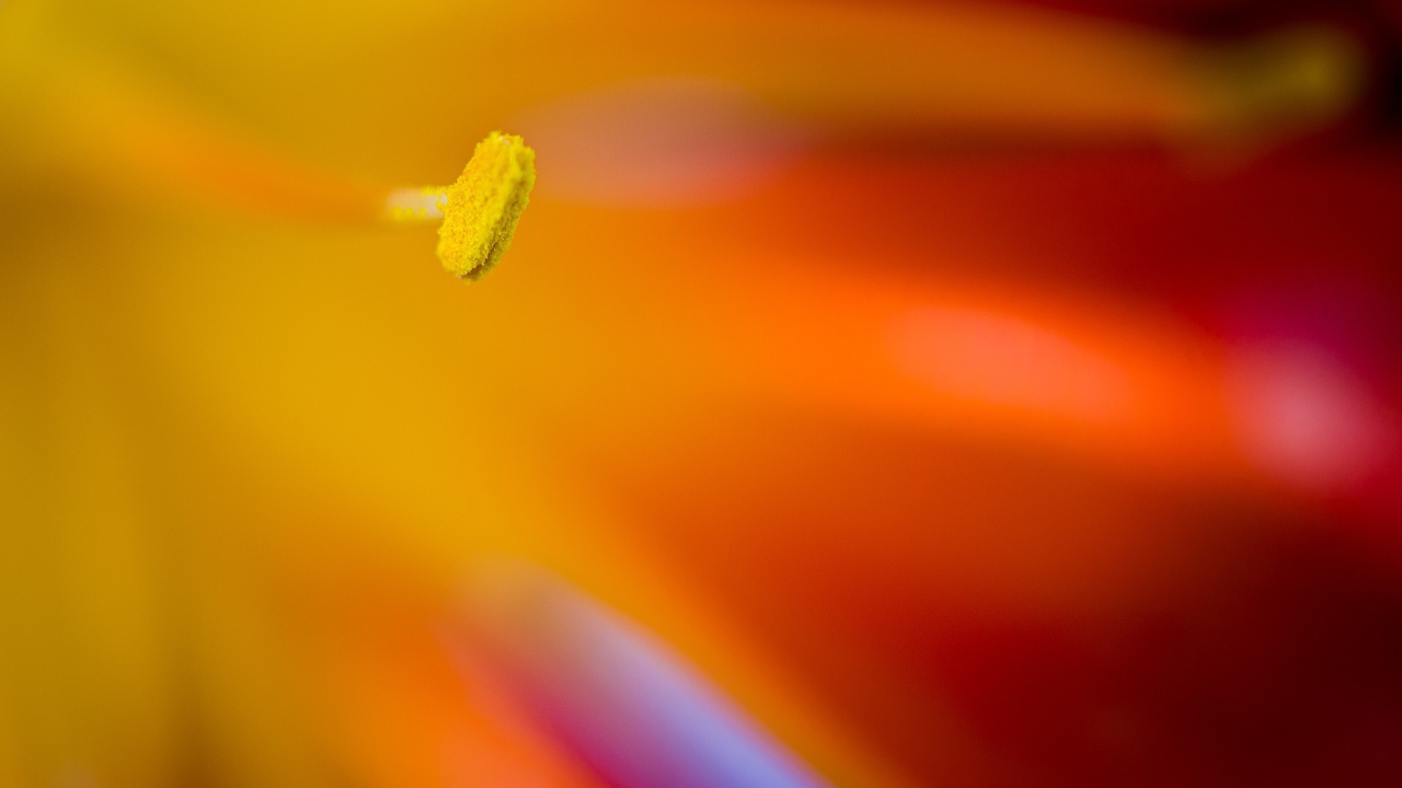 Желтый пестик яркого цветка