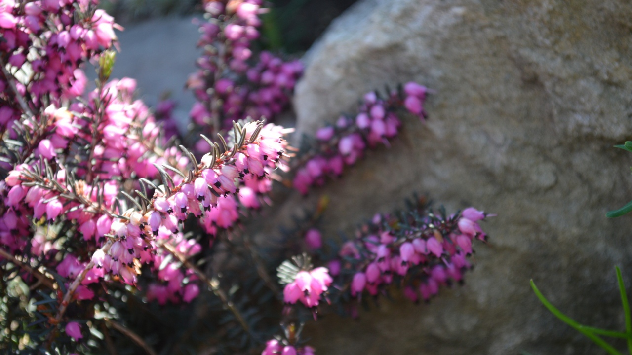 Кисти розовых цветов у камня