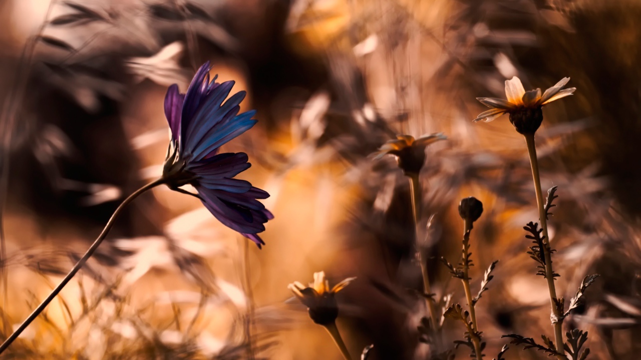 Василек в поле