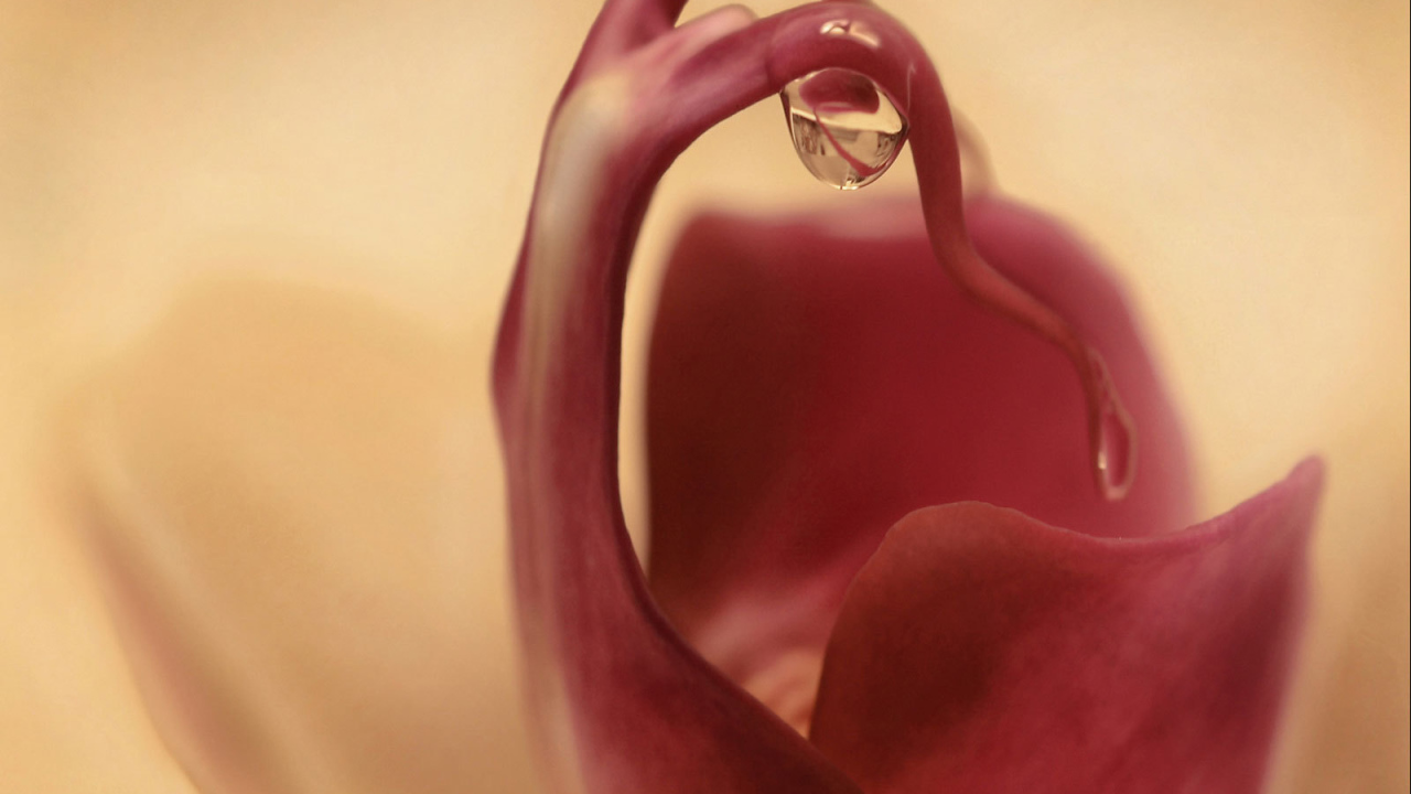 Капля на цветке орхидеи