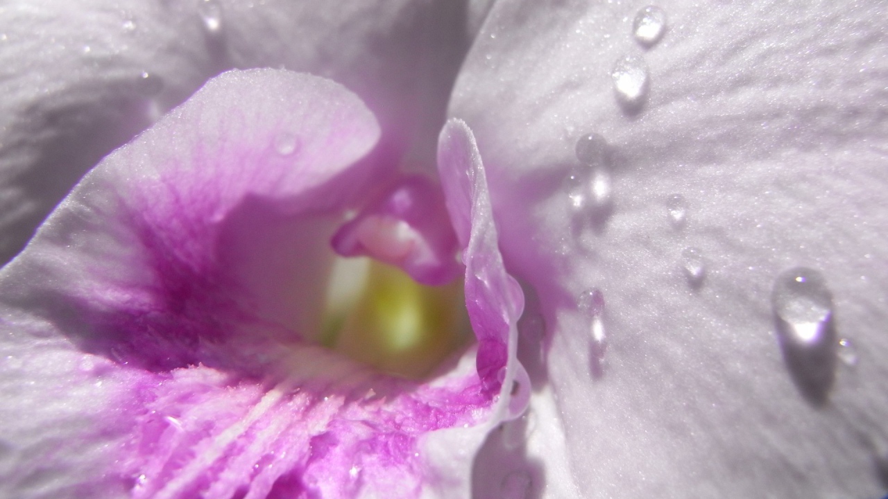 Капли влаги внутри нежно розового цветка