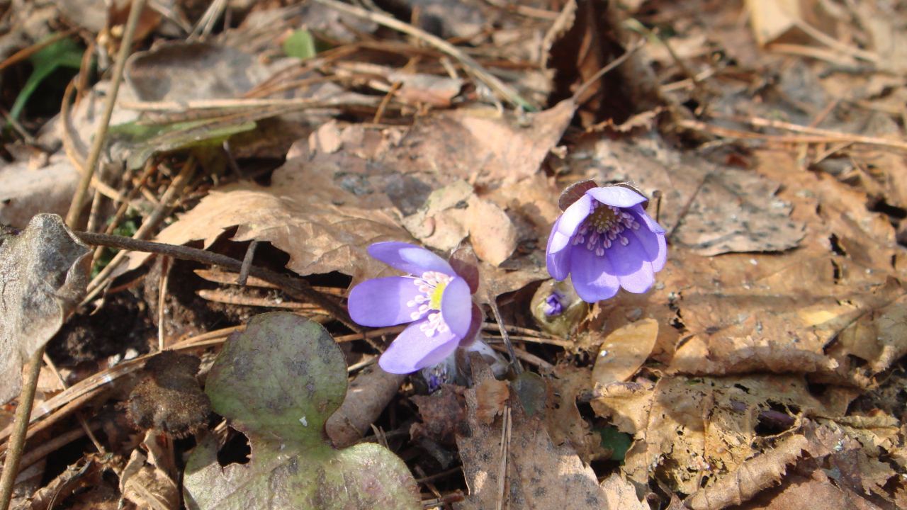 Цветки подснежники