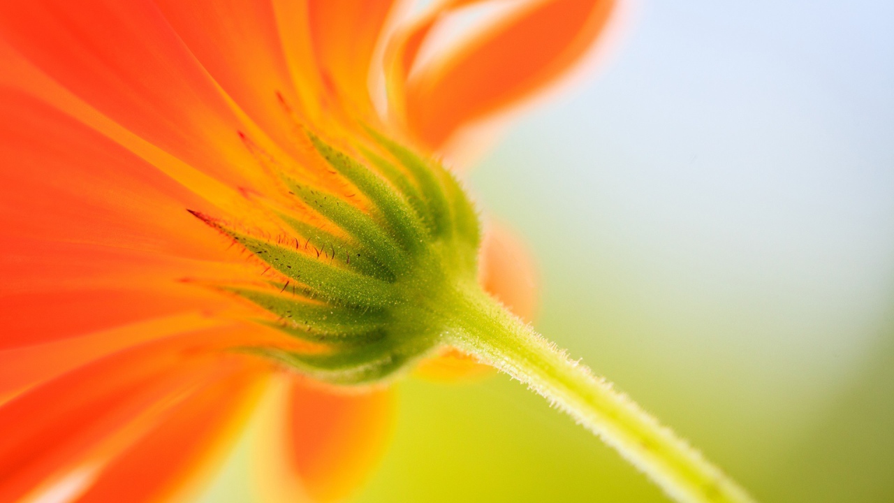 Бутон оранжевого цветка