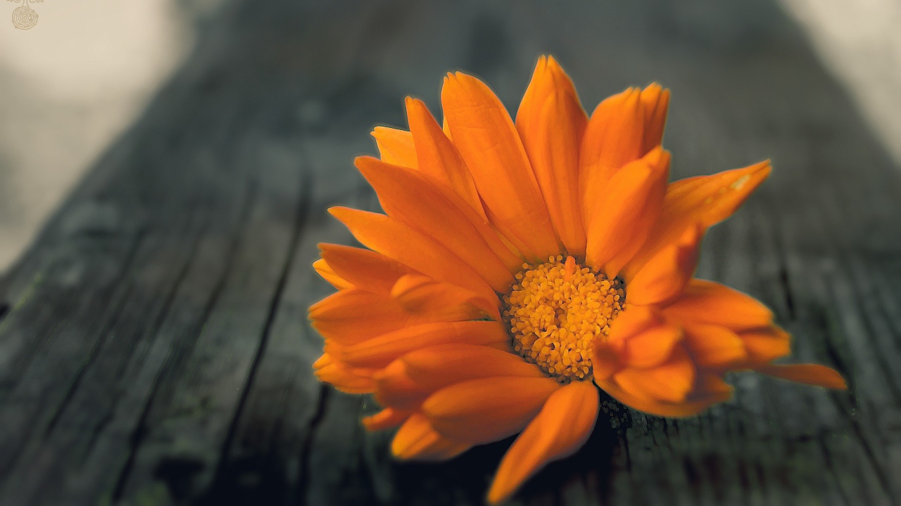 Оранжевый цветок на деревянной доске