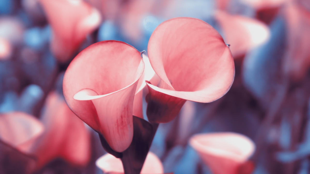 Розовые лилии с красной каймой