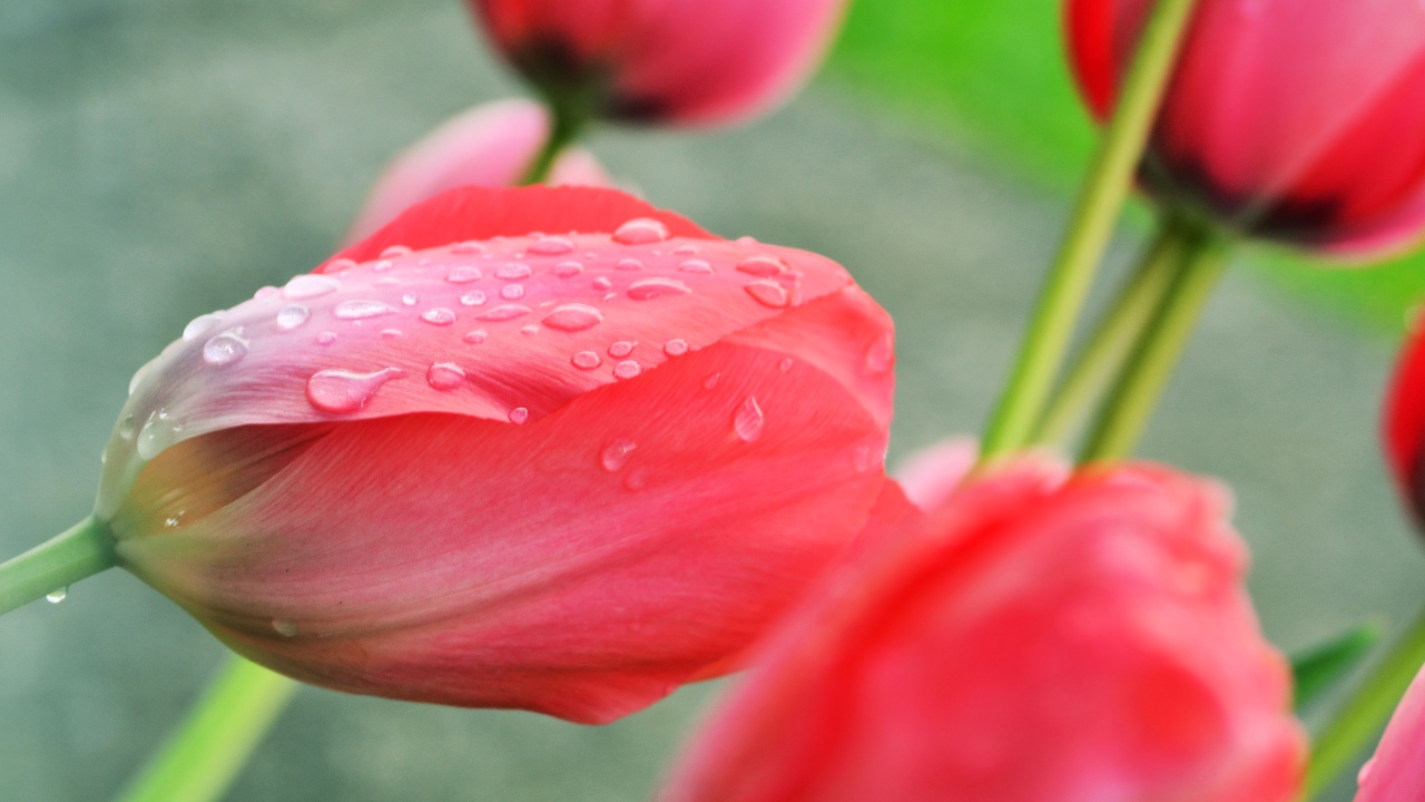 Розовый тюльпан после дождя