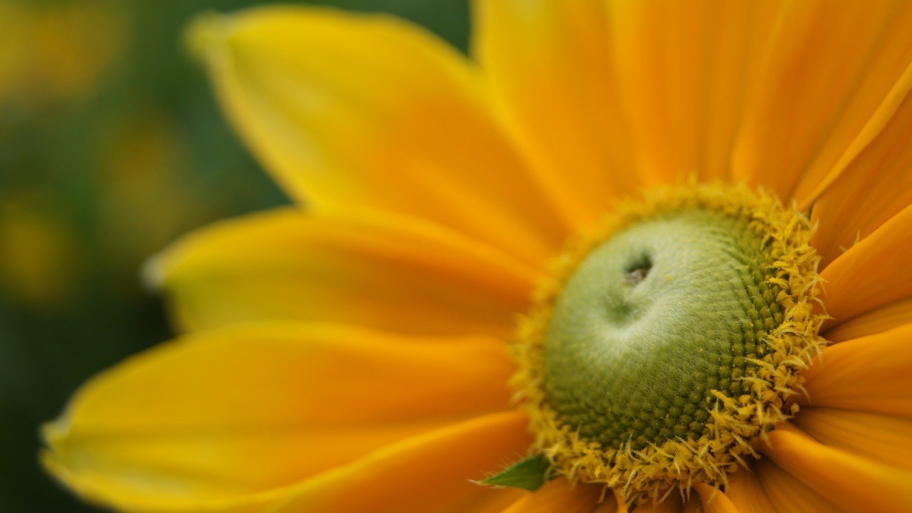 Пыльца внутри желтого цветка